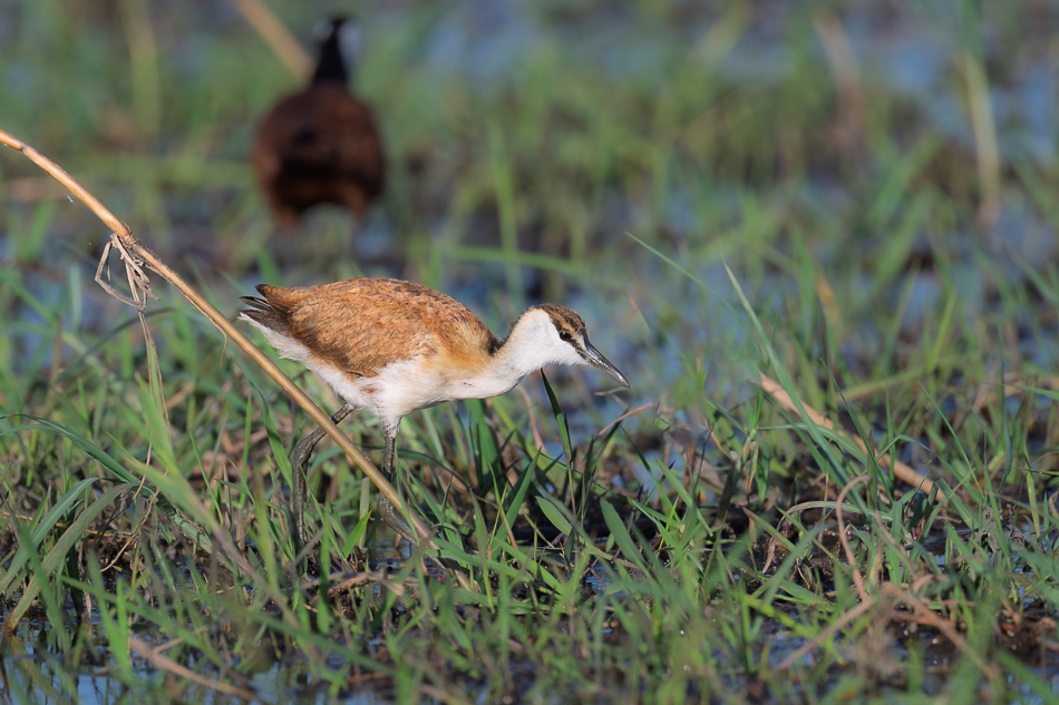 20250807 Z8A Botswana 5562-14.