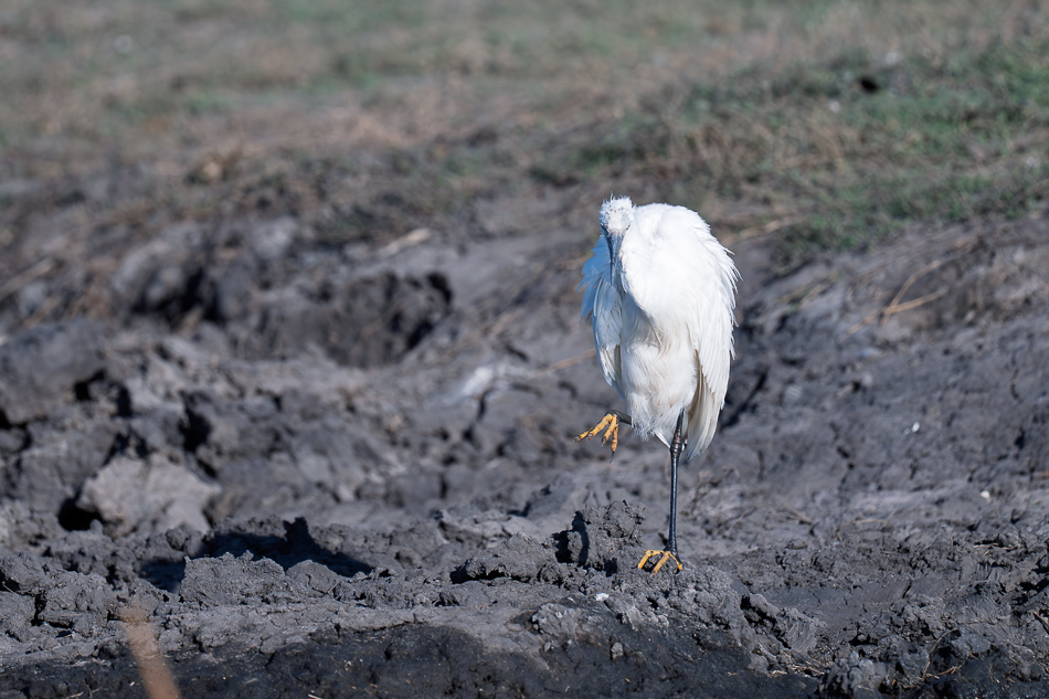 20250807 Z8A Botswana 5585-15.