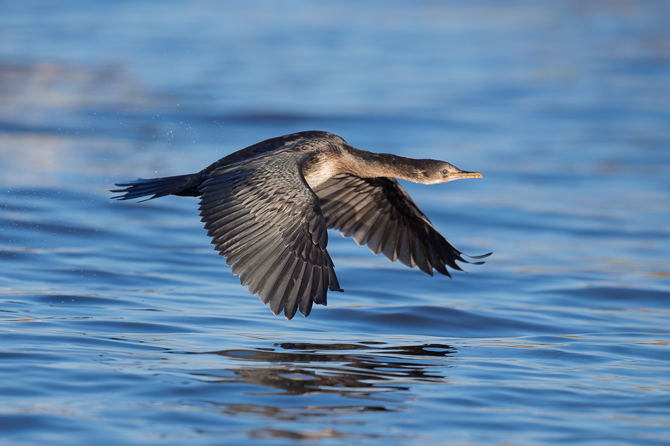 20250807 Z8A Botswana 5663-17.