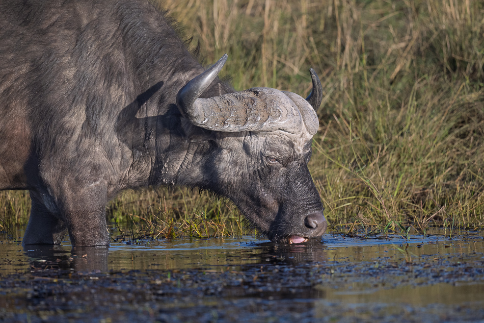 20250807 Z8A Botswana 5742-18.