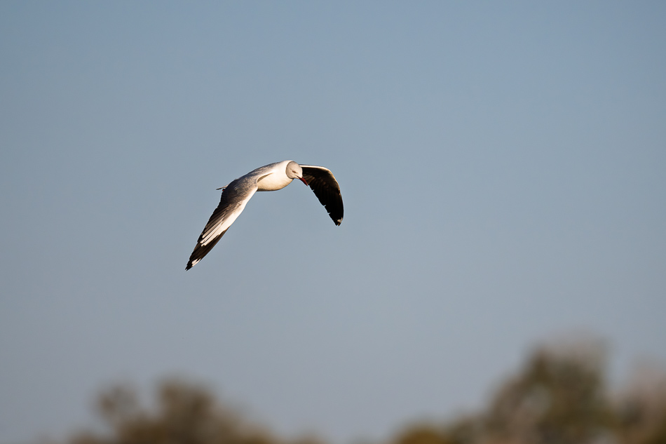 20250807 Z8A Botswana 6029-19.