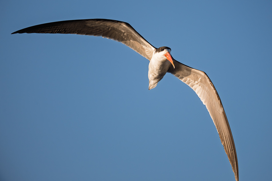 20250807 Z8A Botswana 6667-20.