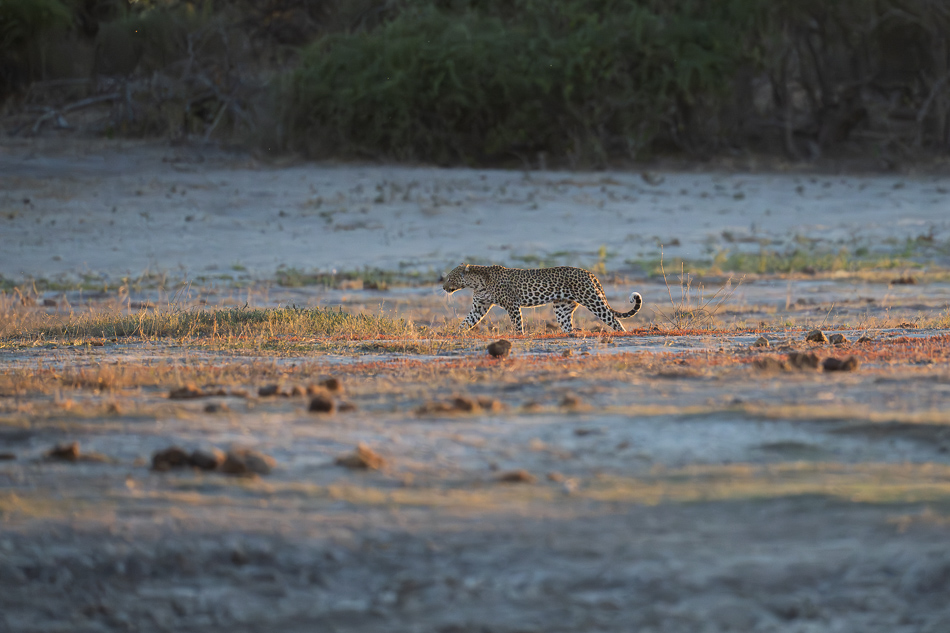 20250807 Z8A Botswana 7017-21.