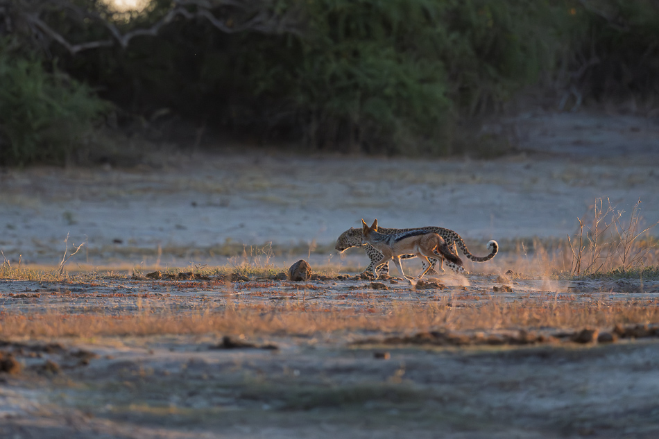 20250807 Z8A Botswana 7085-22.