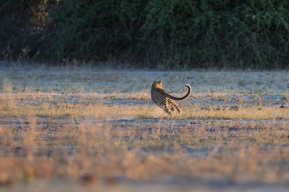 20250807 Z8A Botswana 7132-23.