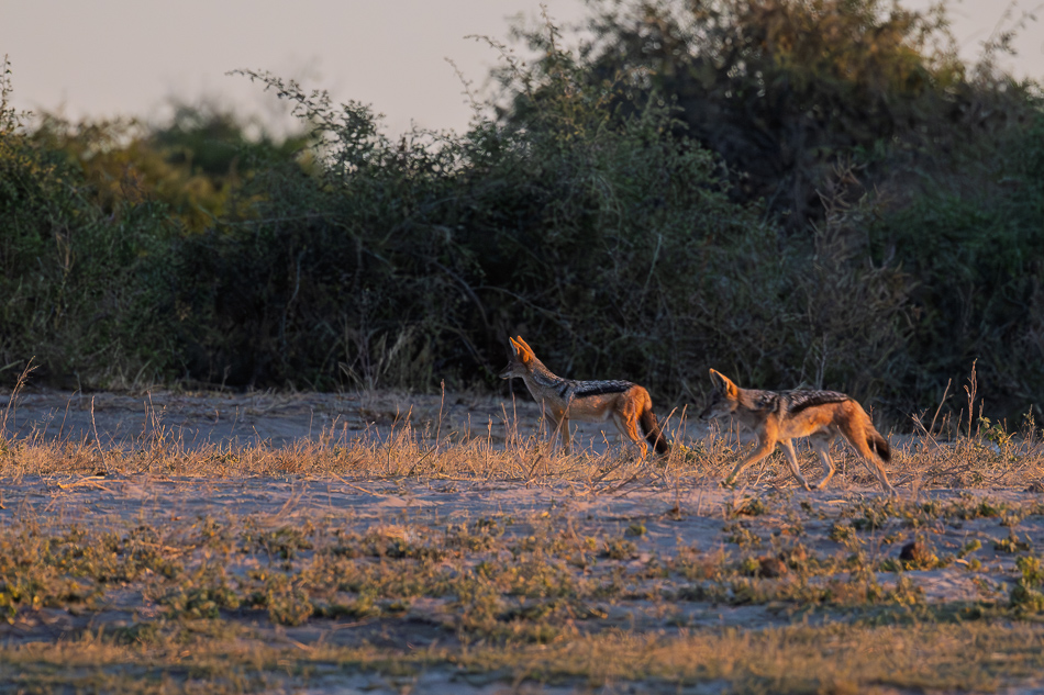 20250807 Z8A Botswana 7284-24.