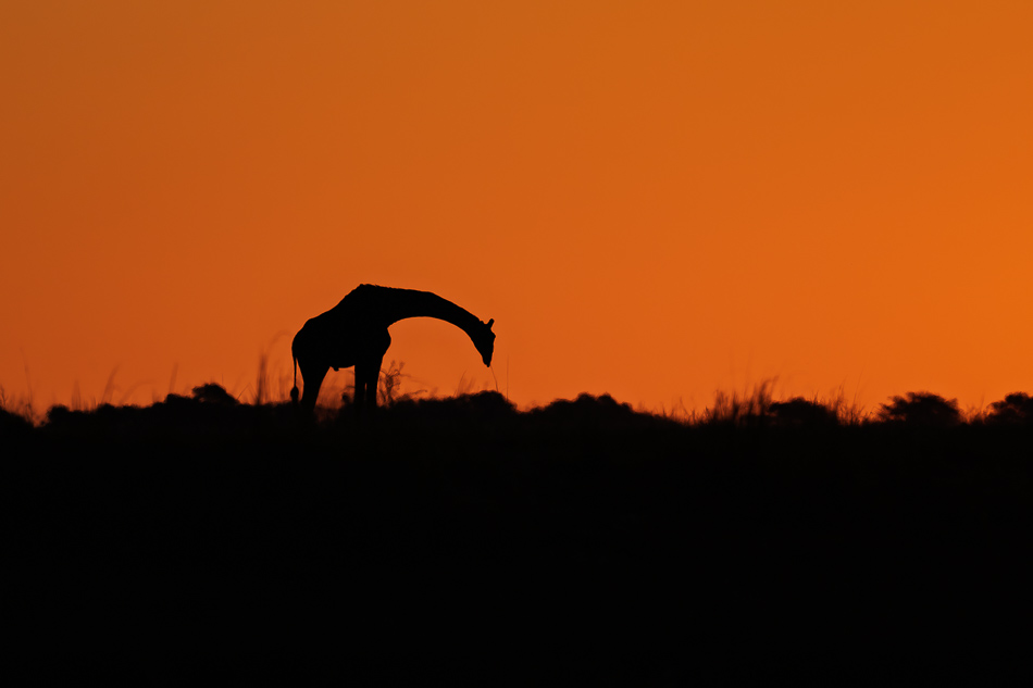 20250807 Z8A Botswana 7402-25.