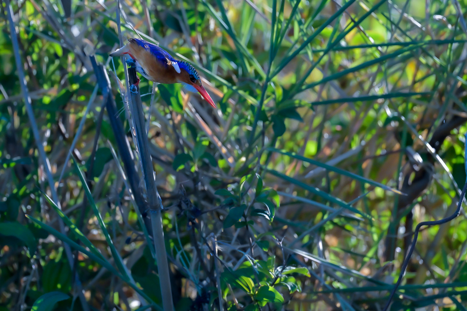 21-20250808 Z8A Botswana 9826.