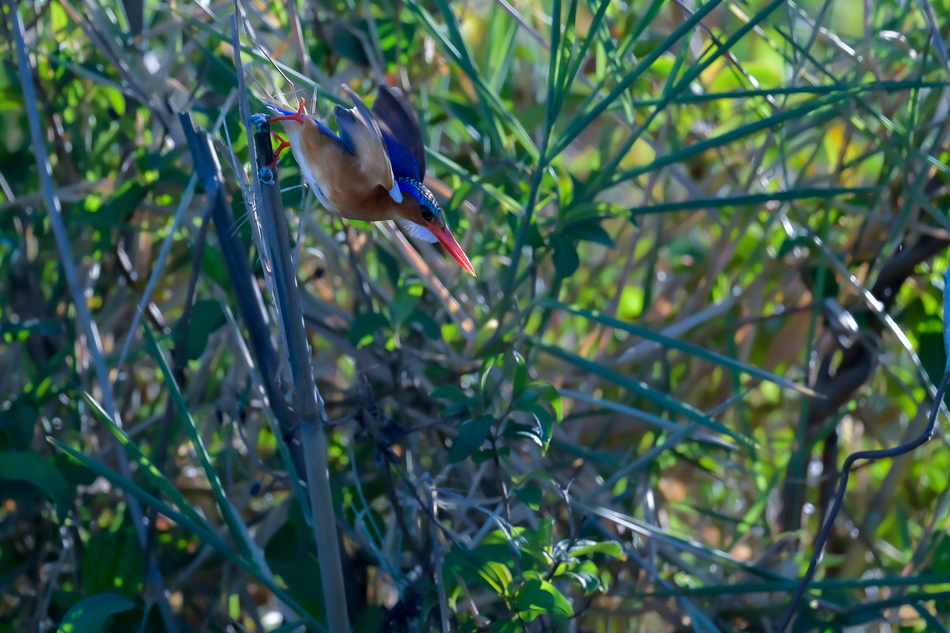 22-20250808 Z8A Botswana 9828.