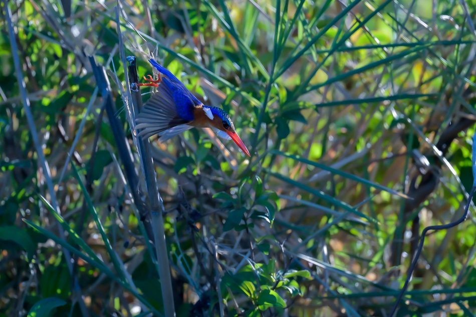 23-20250808 Z8A Botswana 9829.