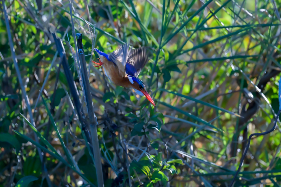 24-20250808 Z8A Botswana 9830.