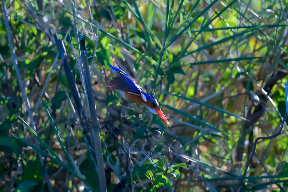 25-20250808 Z8A Botswana 9831.