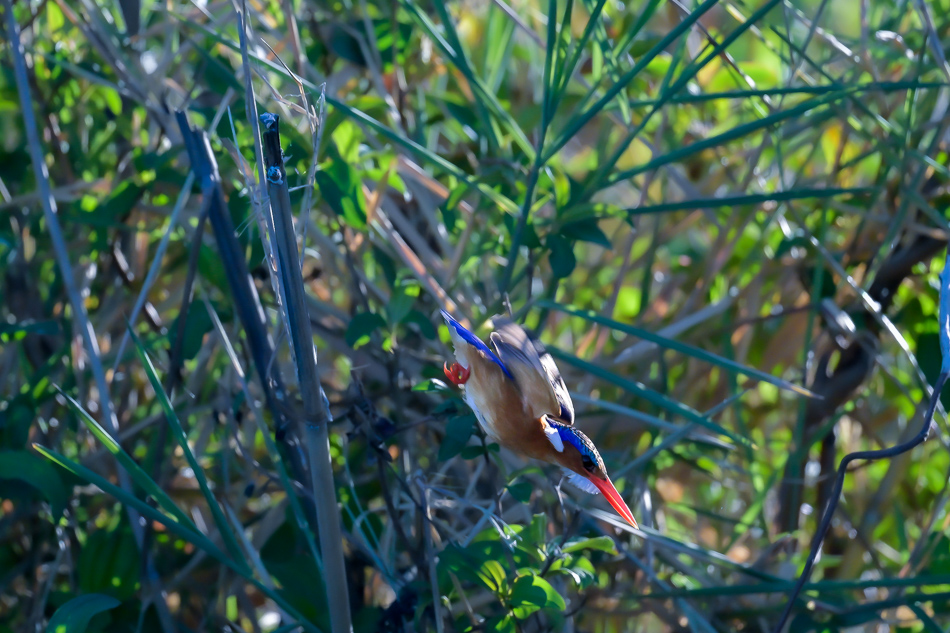 27-20250808 Z8A Botswana 9833.