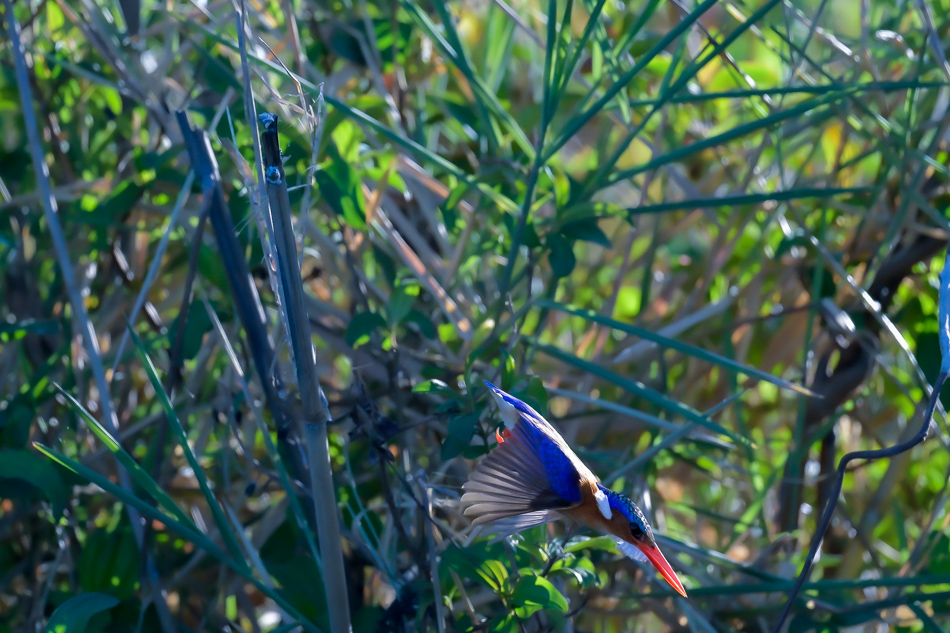 28-20250808 Z8A Botswana 9834.