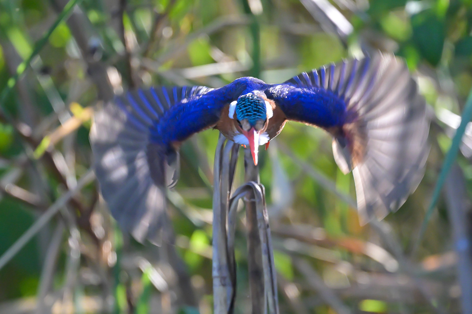 29-20250808 Z8A Botswana 9935.