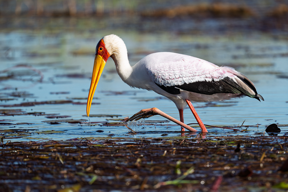 32-20250808 Z8A Botswana 9994.