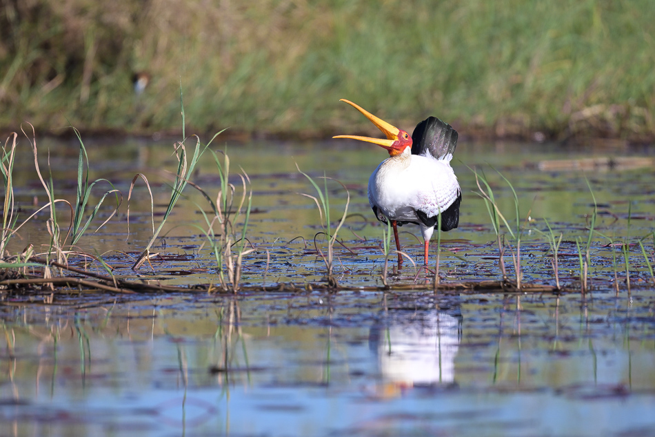 33-20250808 Z8A Botswana 0183.