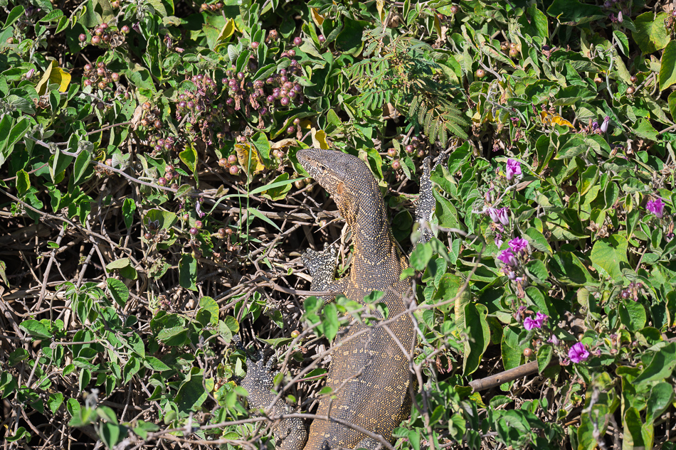 34-20250808 Z8A Botswana 0245.