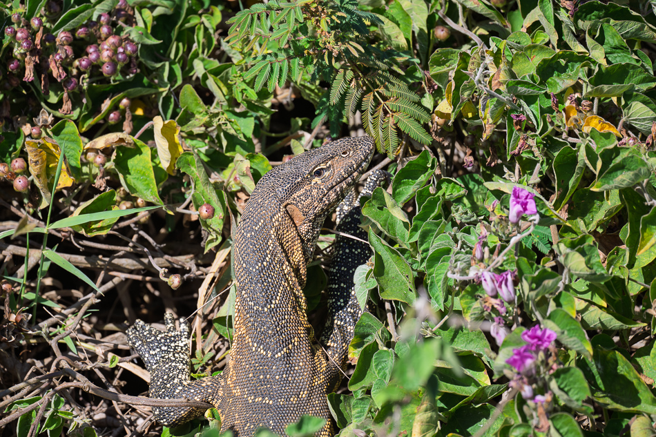 35-20250808 Z8A Botswana 0305.