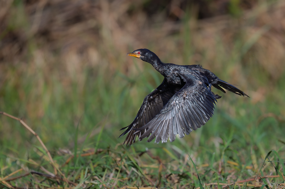 36-20250808_Z8A_Botswana_0394.jpg 36-20250808 Z8A Botswana 0394.