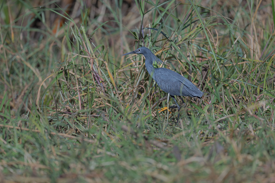 37-20250808_Z8A_Botswana_0448.jpg 37-20250808 Z8A Botswana 0448.