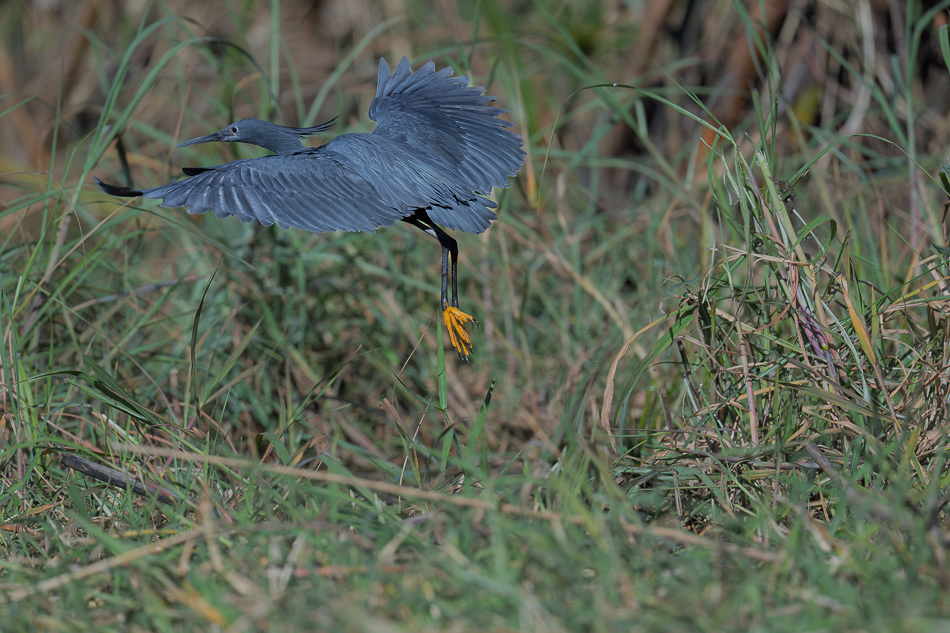 38-20250808_Z8A_Botswana_0454.jpg 38-20250808 Z8A Botswana 0454.