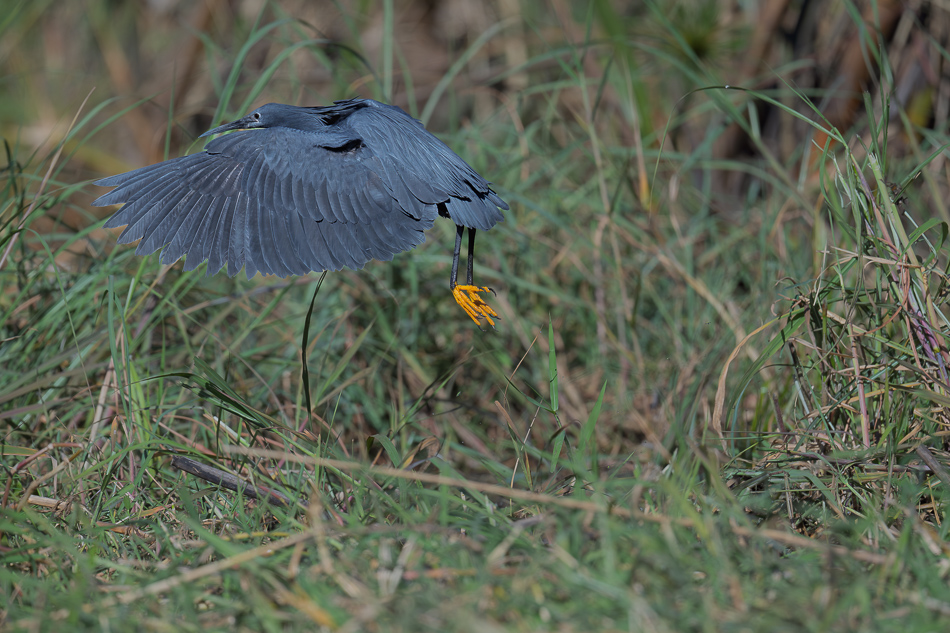 39-20250808_Z8A_Botswana_0455.jpg 39-20250808 Z8A Botswana 0455.