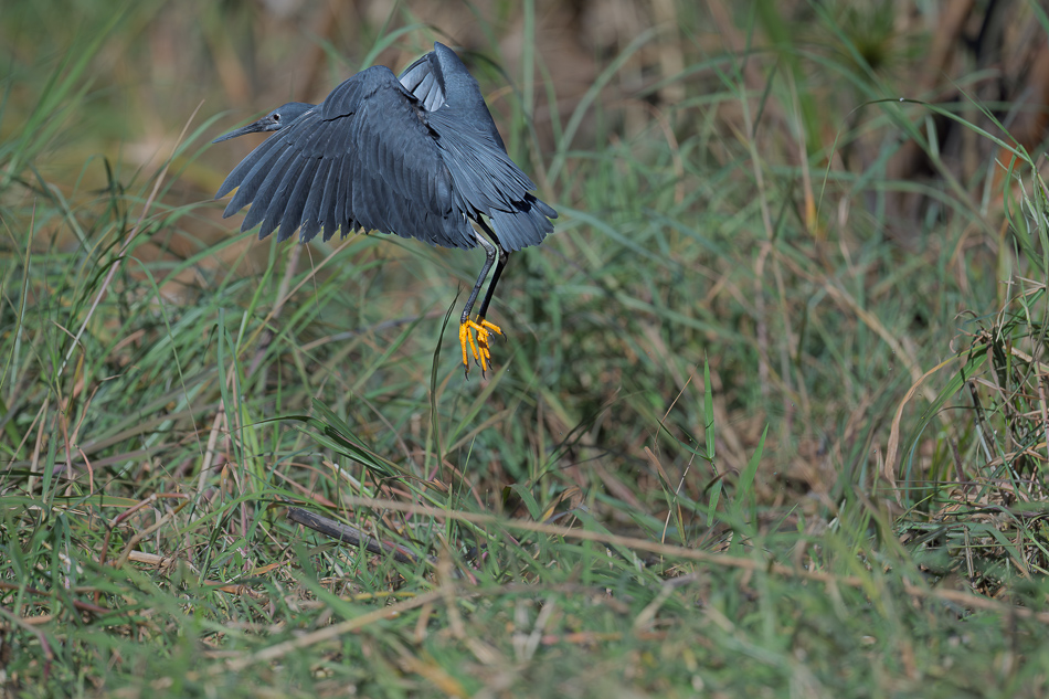 40-20250808_Z8A_Botswana_0456.jpg 40-20250808 Z8A Botswana 0456.