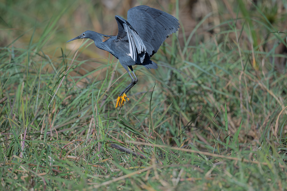 41-20250808_Z8A_Botswana_0457.jpg 41-20250808 Z8A Botswana 0457.