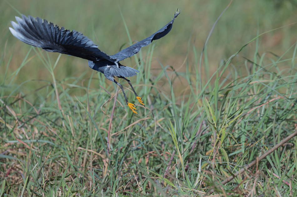 43-20250808_Z8A_Botswana_0478.jpg 43-20250808 Z8A Botswana 0478.