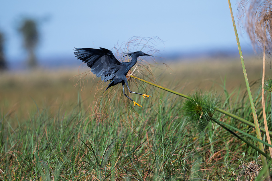44-20250808_Z8A_Botswana_0545.jpg 44-20250808 Z8A Botswana 0545.