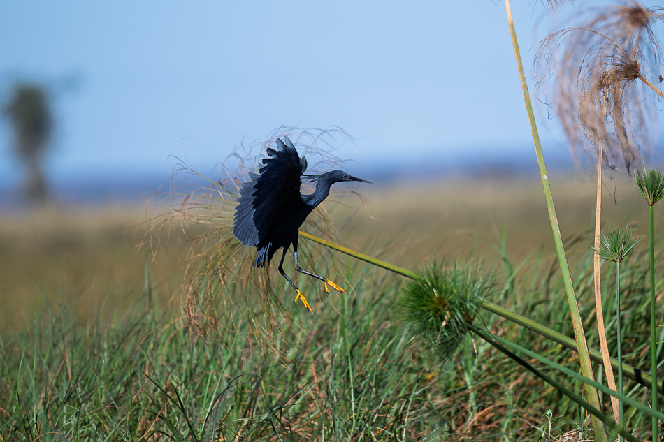 45-20250808_Z8A_Botswana_0546.jpg 45-20250808 Z8A Botswana 0546.