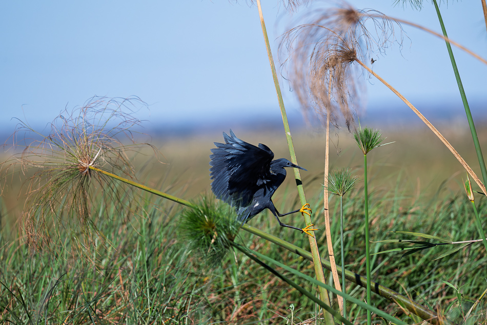 47-20250808_Z8A_Botswana_0554.jpg 47-20250808 Z8A Botswana 0554.