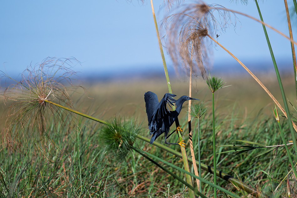 48-20250808_Z8A_Botswana_0556.jpg 48-20250808 Z8A Botswana 0556.