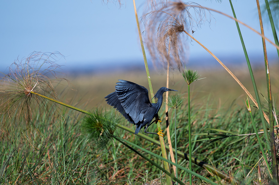 49-20250808_Z8A_Botswana_0557.jpg 49-20250808 Z8A Botswana 0557.