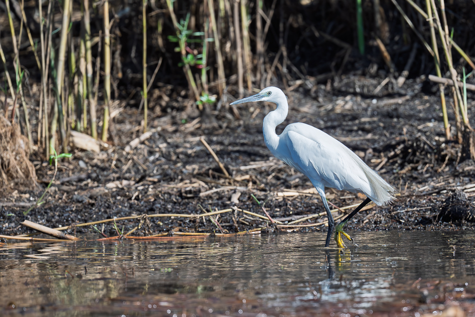 50-20250808_Z8A_Botswana_0787.jpg 50-20250808 Z8A Botswana 0787.