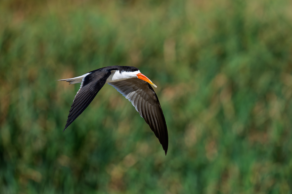 51-20250808_Z8A_Botswana_0988.jpg 51-20250808 Z8A Botswana 0988.