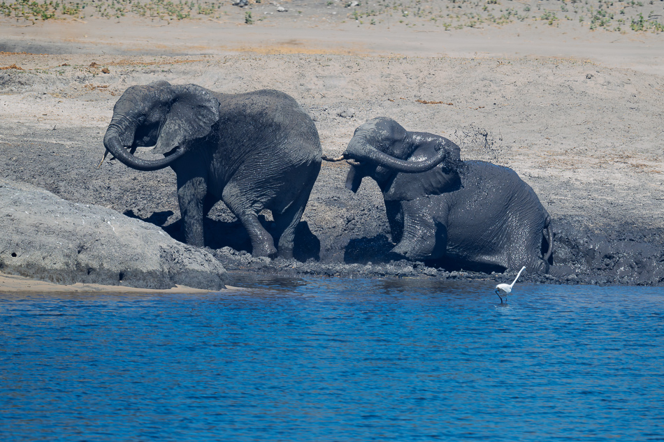 54-20250808_Z8A_Botswana_1754.jpg 54-20250808 Z8A Botswana 1754.