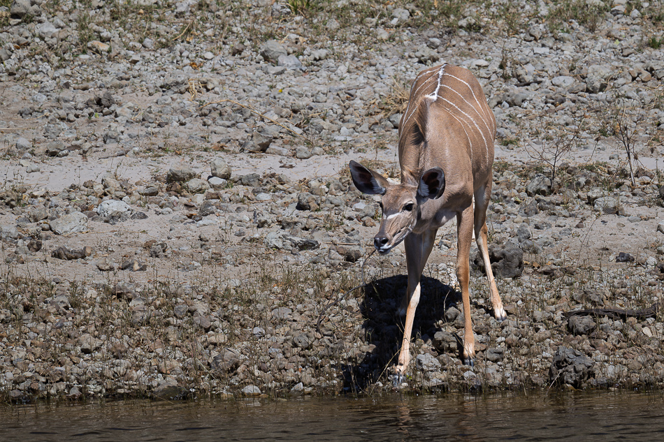 55-20250808_Z8A_Botswana_1815.jpg 55-20250808 Z8A Botswana 1815.
