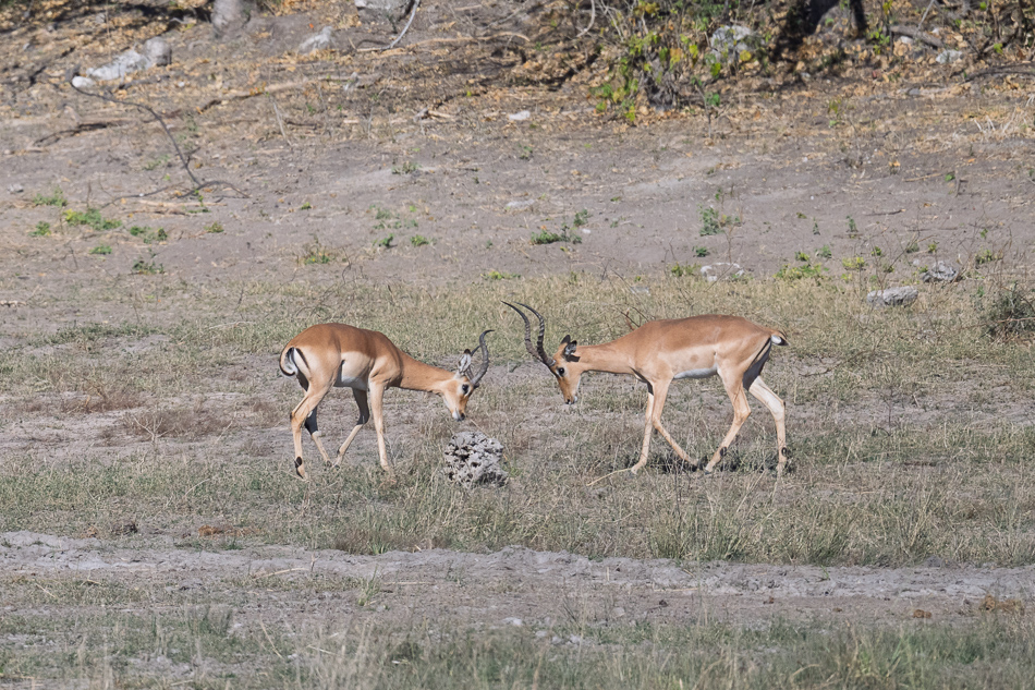 56-20250808_Z8A_Botswana_1904.jpg 56-20250808 Z8A Botswana 1904.