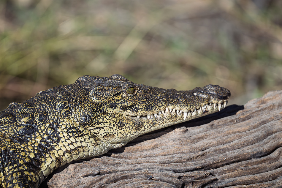 57-20250808_Z8A_Botswana_2142.jpg 57-20250808 Z8A Botswana 2142.