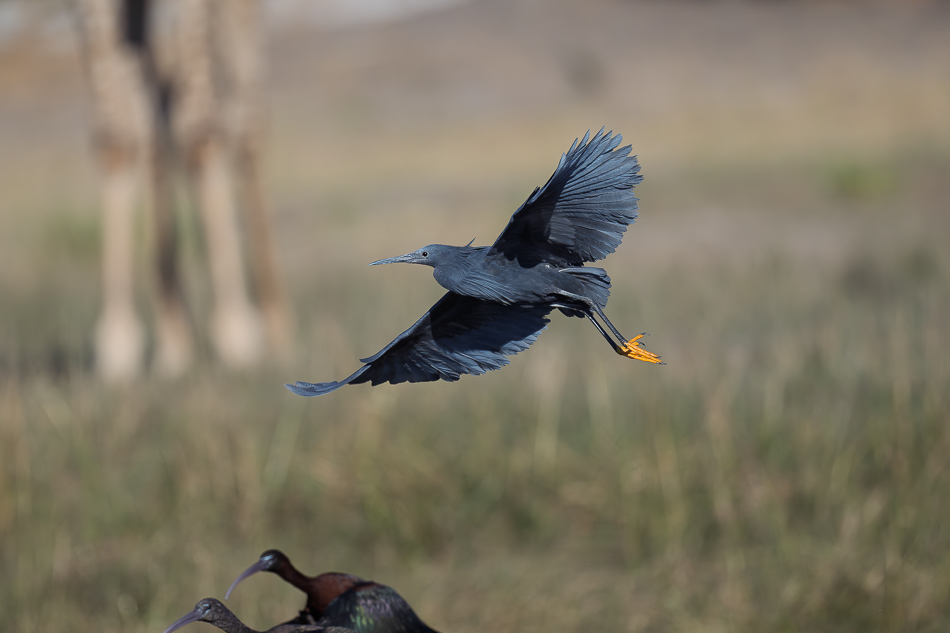 59-20250808_Z8A_Botswana_2174.jpg 59-20250808 Z8A Botswana 2174.