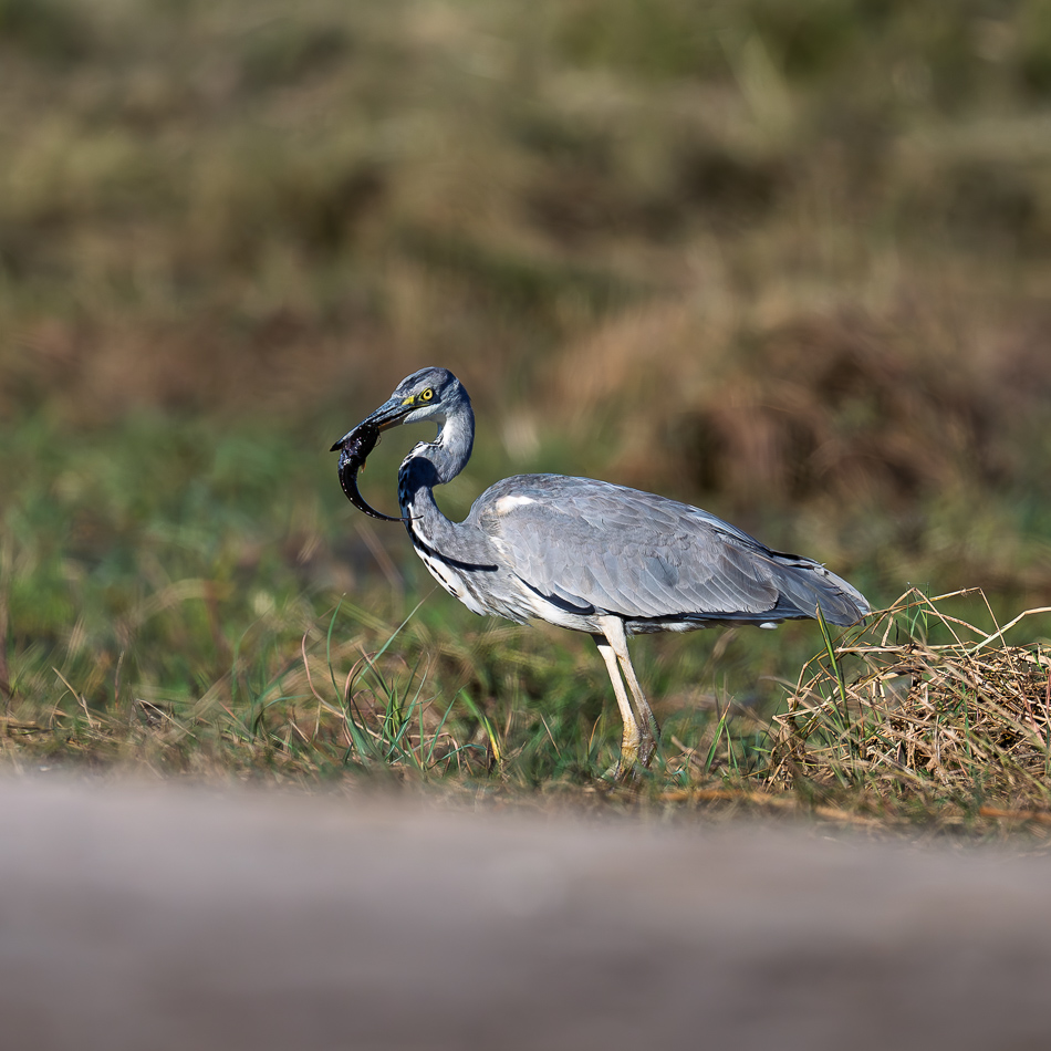 60-20250808_Z8A_Botswana_2233.jpg 60-20250808 Z8A Botswana 2233.