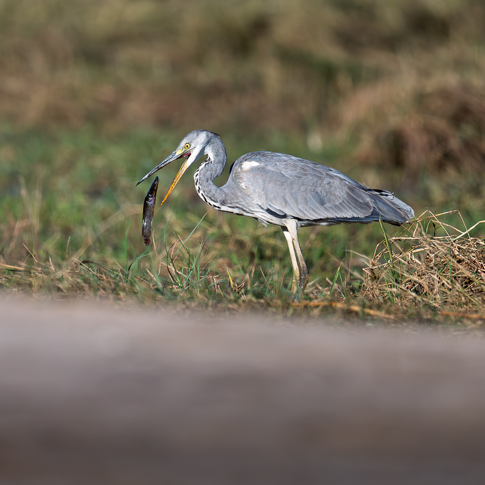 61-20250808_Z8A_Botswana_2251.jpg 61-20250808 Z8A Botswana 2251.