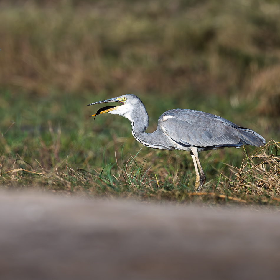 62-20250808_Z8A_Botswana_2256.jpg 62-20250808 Z8A Botswana 2256.