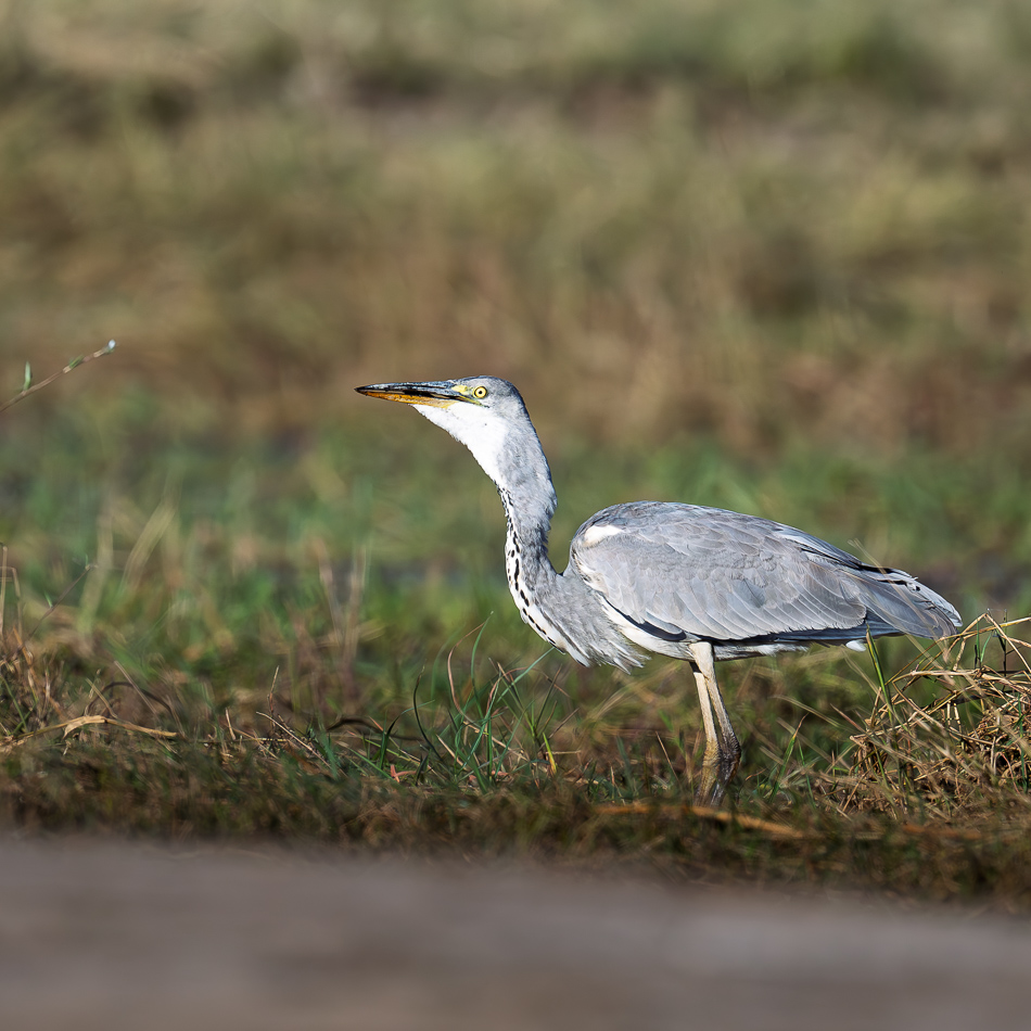 63-20250808_Z8A_Botswana_2351.jpg 63-20250808 Z8A Botswana 2351.
