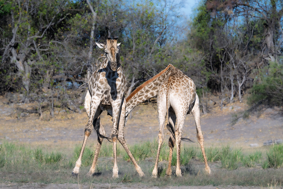 64-20250808_Z8B_Botswana_1058.jpg 64-20250808 Z8B Botswana 1058.