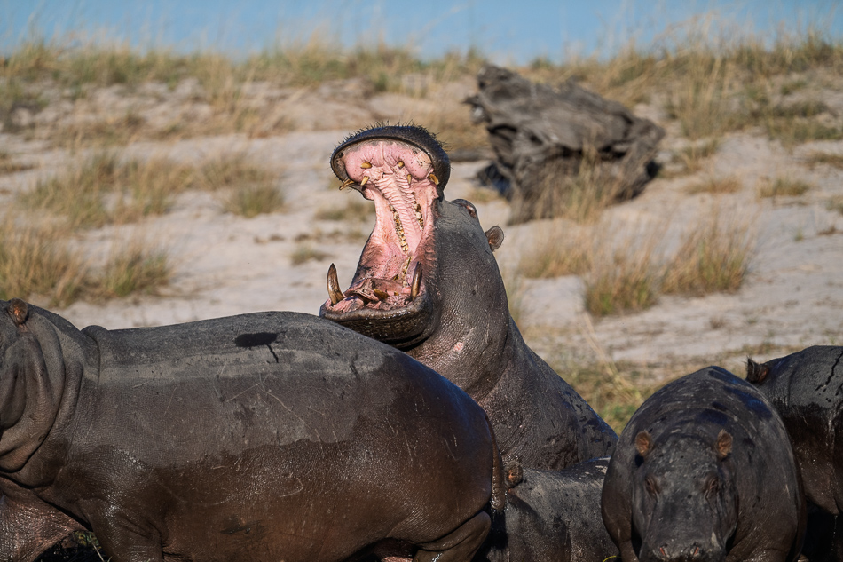 66-20250808_Z8B_Botswana_1576.jpg 66-20250808 Z8B Botswana 1576.
