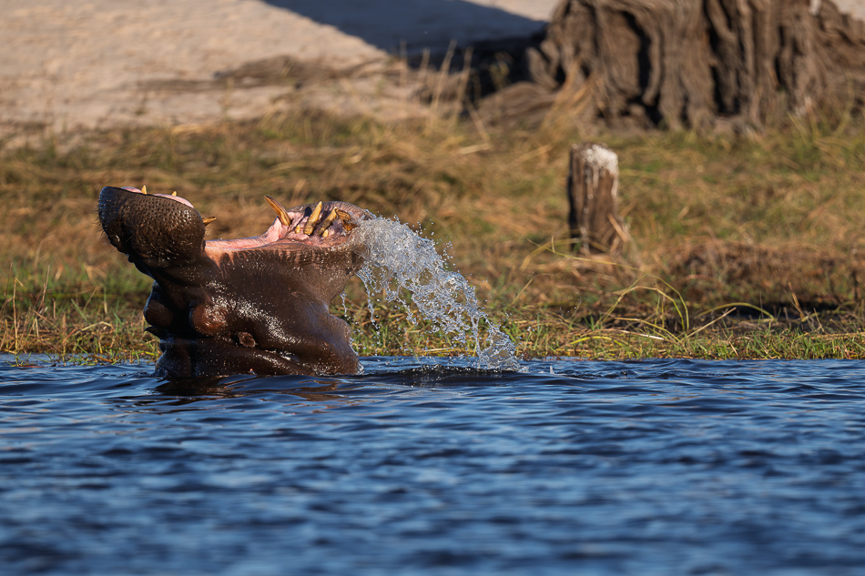 67-20250808_Z8A_Botswana_2708.jpg 67-20250808 Z8A Botswana 2708.