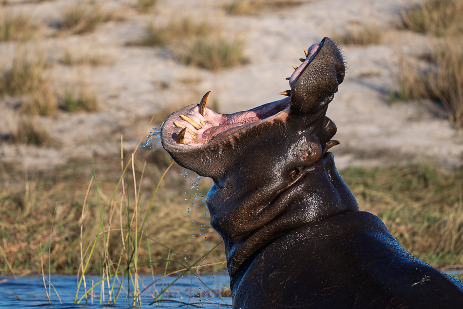 68-20250808_Z8A_Botswana_2758.jpg 68-20250808 Z8A Botswana 2758.